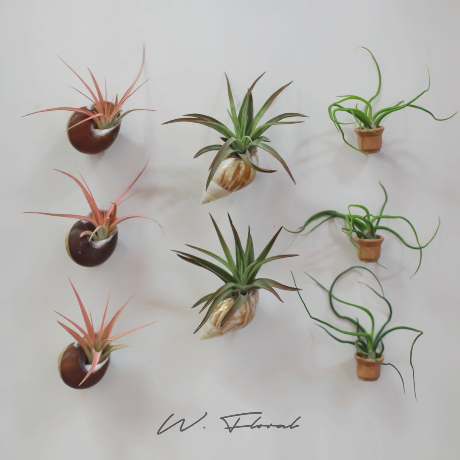 Air Plant Magnet Air Plant Magnet