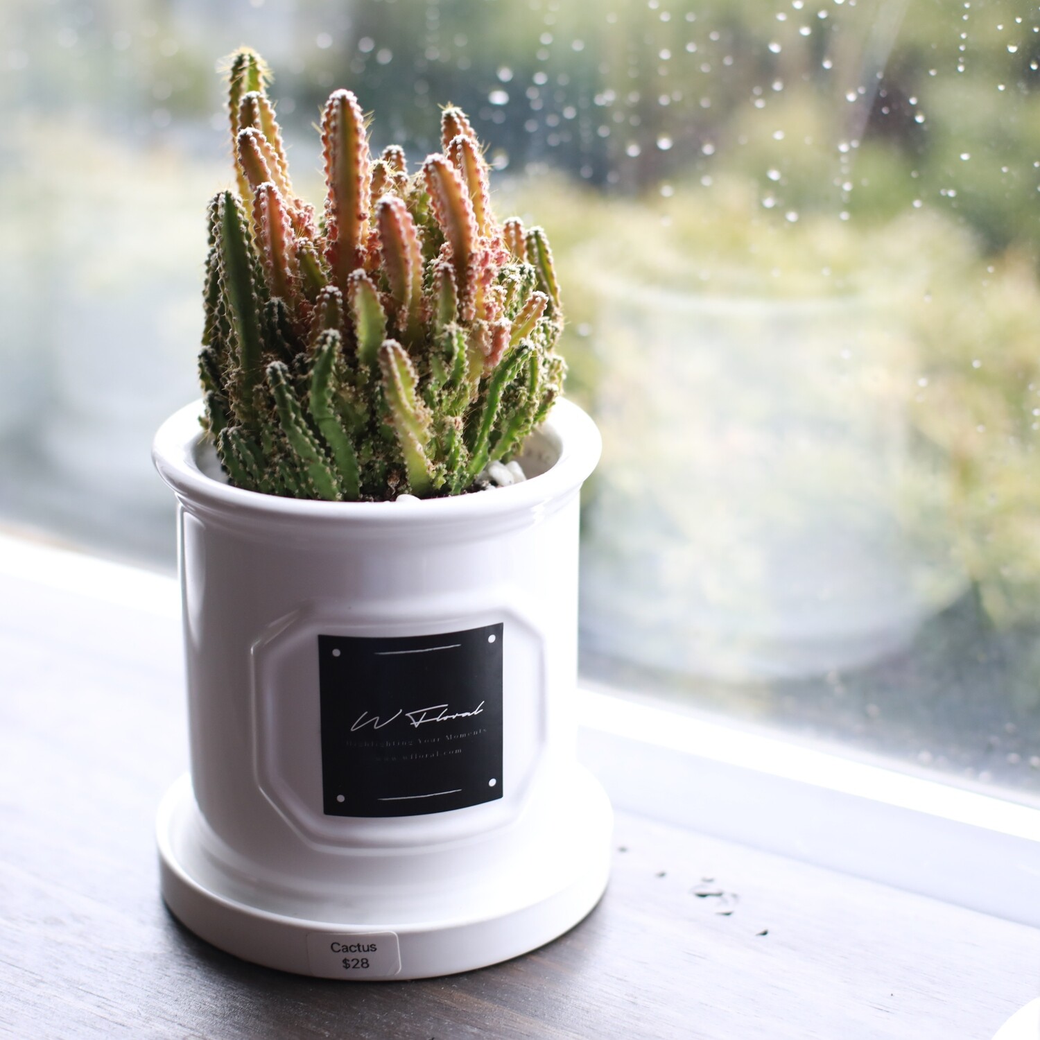 4" Round White Roman Pot Cactus (Fairy Castle) 4" Round White Roman Pot Cactus (Fairy Castle)