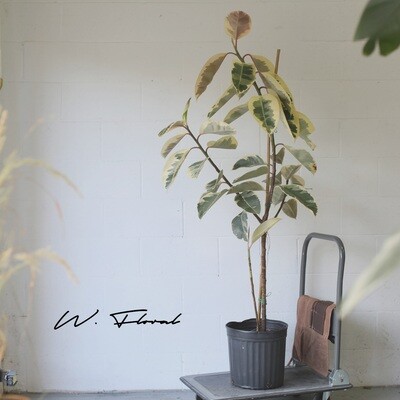 12" Ficus Elastica “Tineke” (Variegated Rubber Tree)