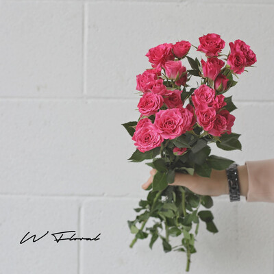 Bunch of Spray Roses - Hot Pink Bunch of Spray Roses - Hot Pink