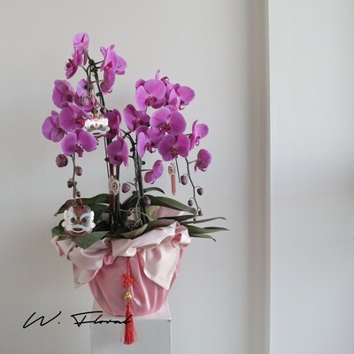 Chinese New Year Quinta Blessing Orchid Fortune Pot - Purple Pink