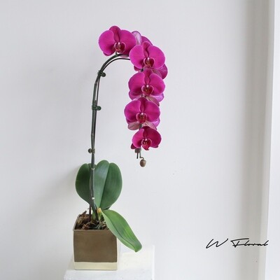 Gold Potted Cascading Phalaenopsis Orchid (single stem, purple pink)