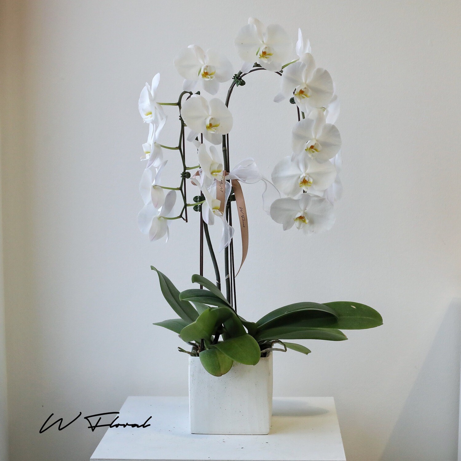 Square Potted Cascading Phalaenopsis White Orchid (two stems)