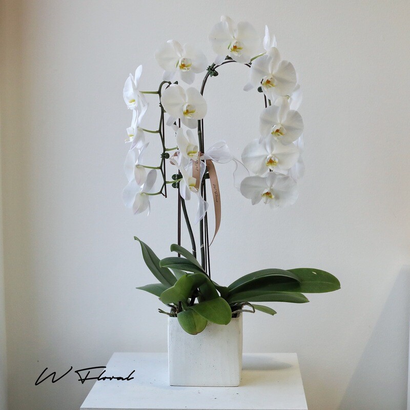 Square Potted Cascading Phalaenopsis White Orchid (two stems)