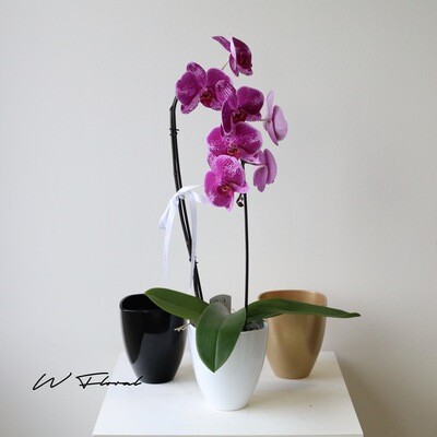 Potted Cascading Phalaenopsis Orchid (single stem, Dotty Purple)