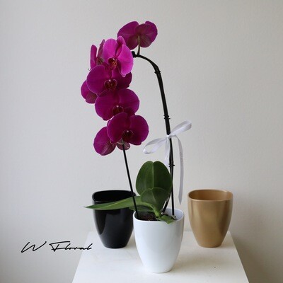 Potted Cascading Phalaenopsis Orchid (single stem, purple pink)