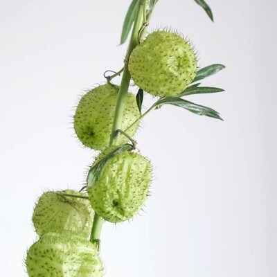 Green Cotton Milkbush