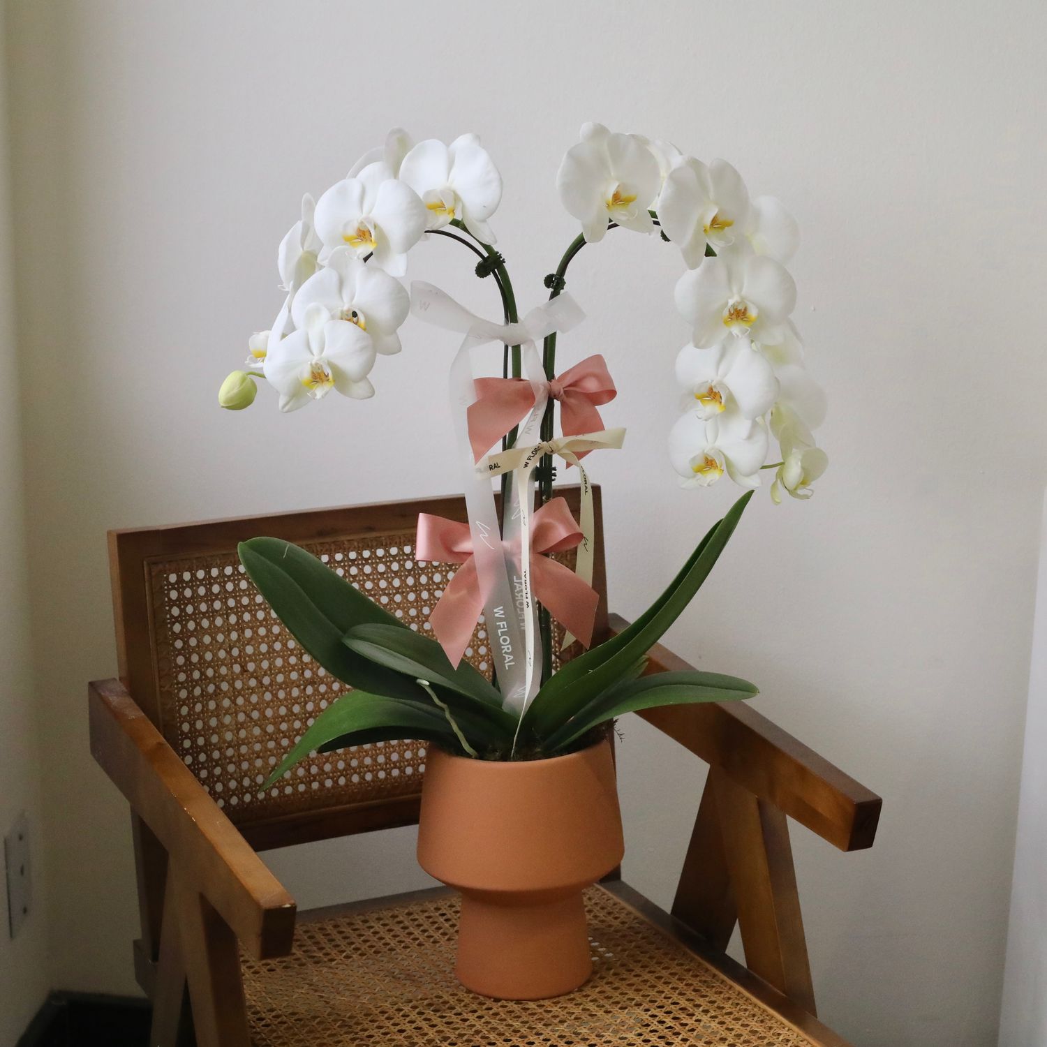 Sunset Potted 2-Spike Cascading Phalaenopsis White Orchid (two stems)