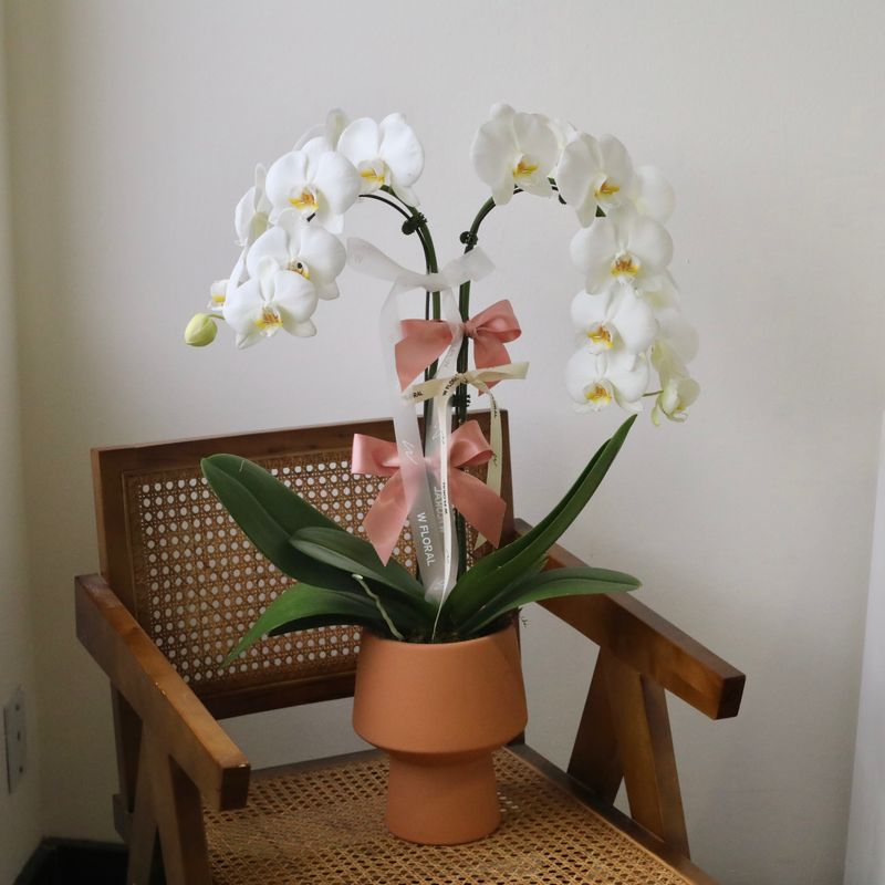 Sunset Potted 2-Spike Cascading Phalaenopsis White Orchid (two stems)