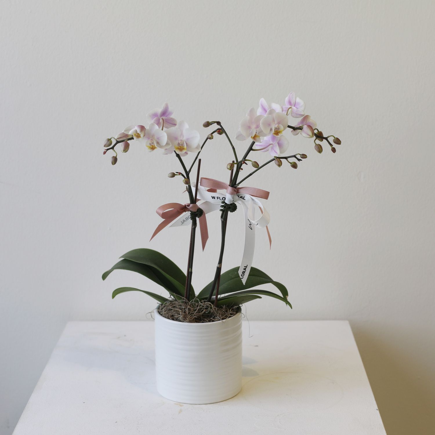 Mini Orchid Delight, Pot: Column Pot - White