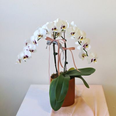 Mini Cascading Orchid