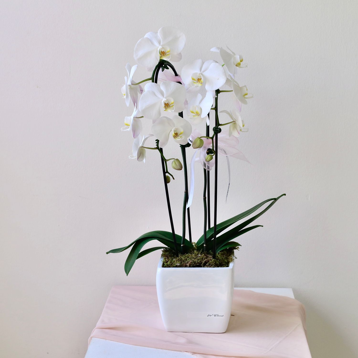 Square Potted Cascading Phalaenopsis White Orchid (two stems)