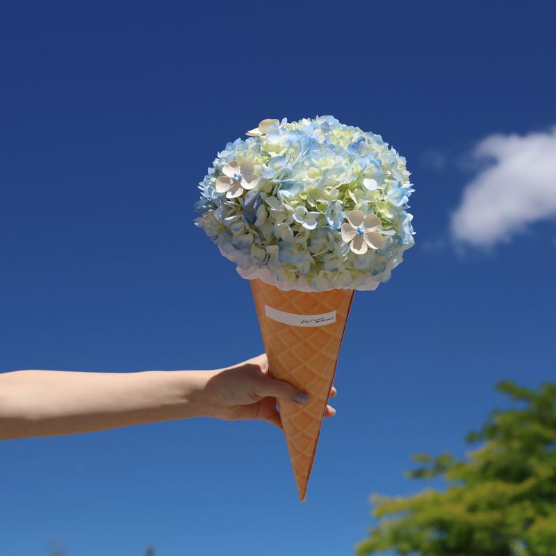 Hydrangea Dreamcone