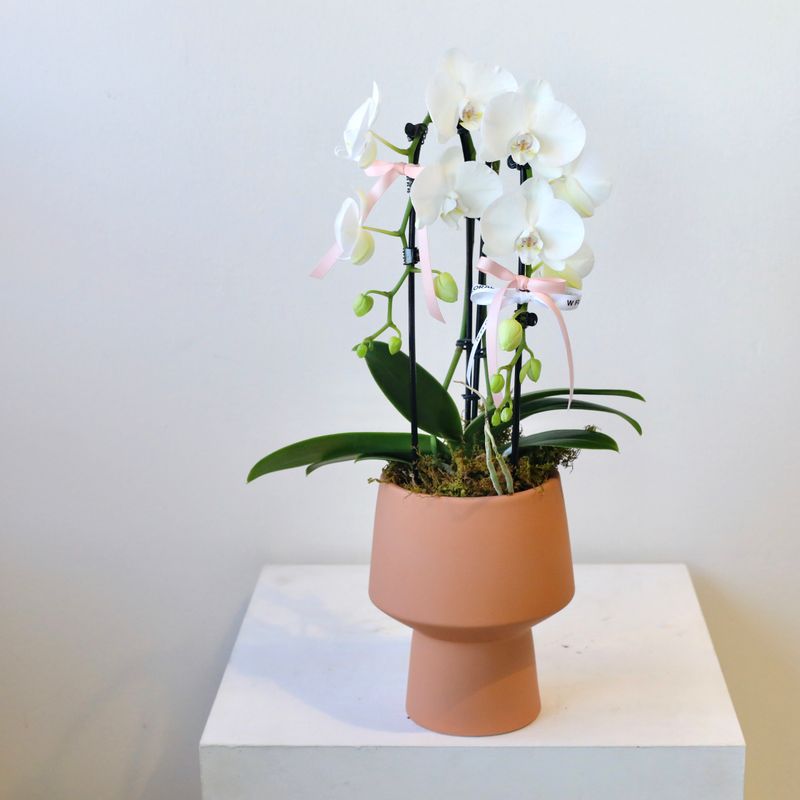 Sunset Potted 2-Spike Cascading Phalaenopsis White Orchid (two stems)