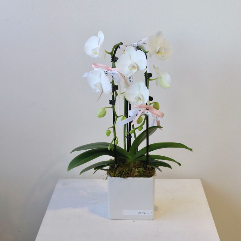 Square Potted Cascading Phalaenopsis White Orchid (two stems)