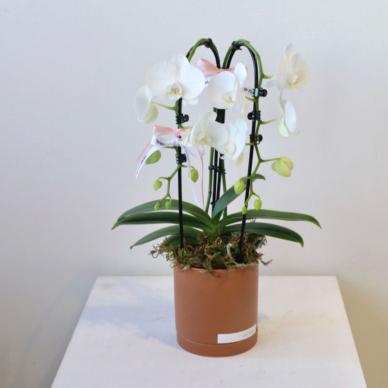Terracotta Potted Cascading Phalaenopsis White Orchid (Two Stems)