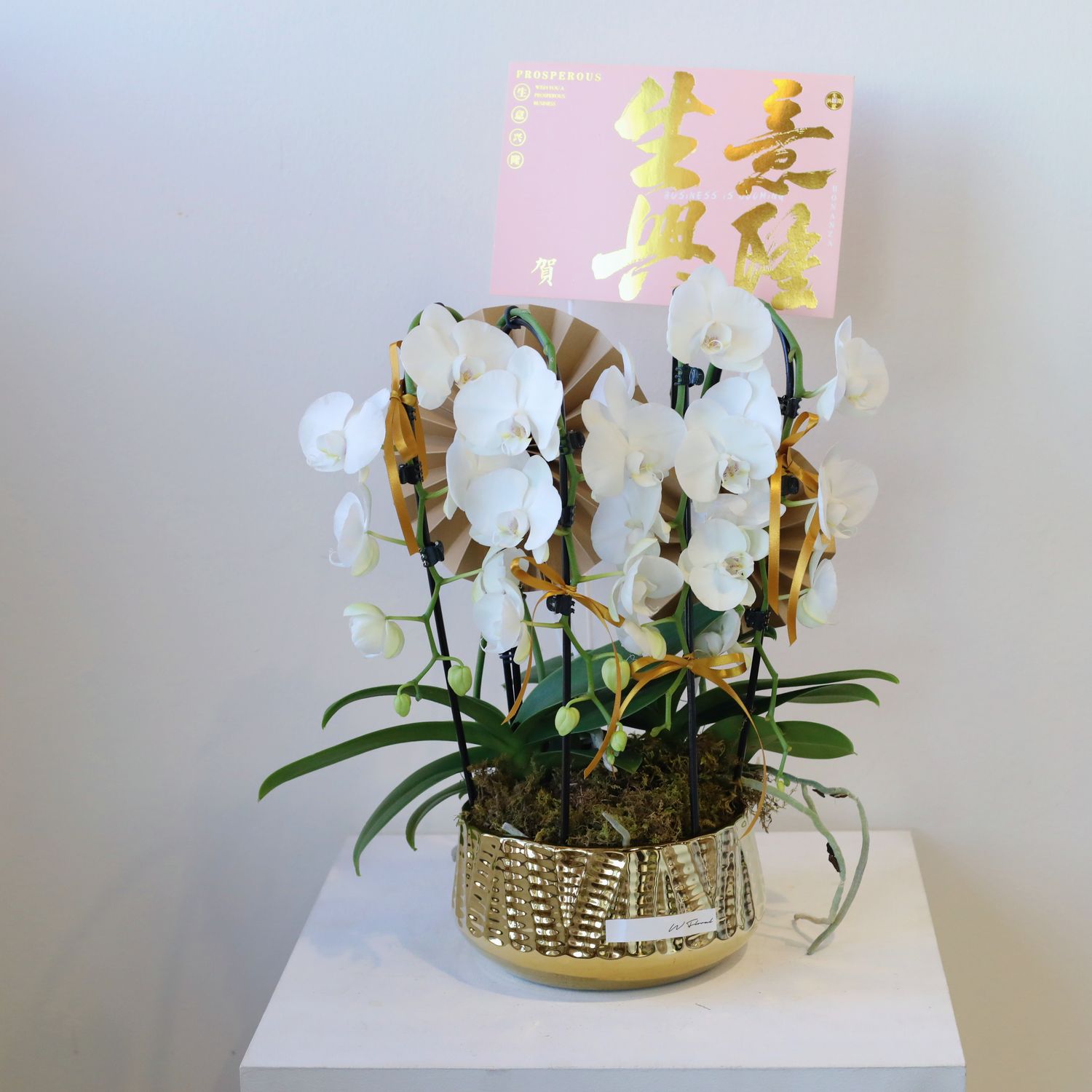 Elegant Gold Potted White Phalaenopsis Orchid