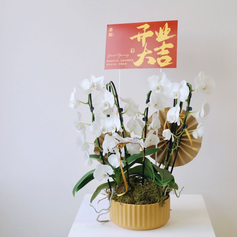 Prosperous Elegance White Phalaenopsis Orchid Arrangement