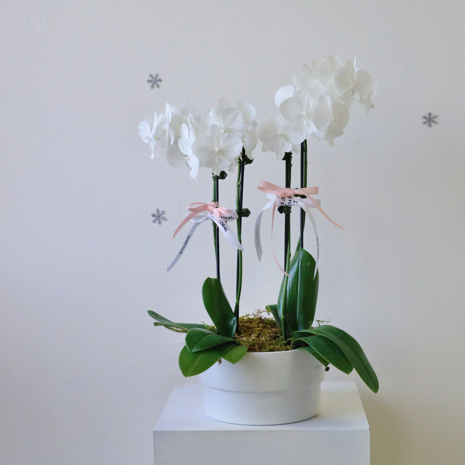 Elegant Serenity White Phalaenopsis Orchid Arrangement