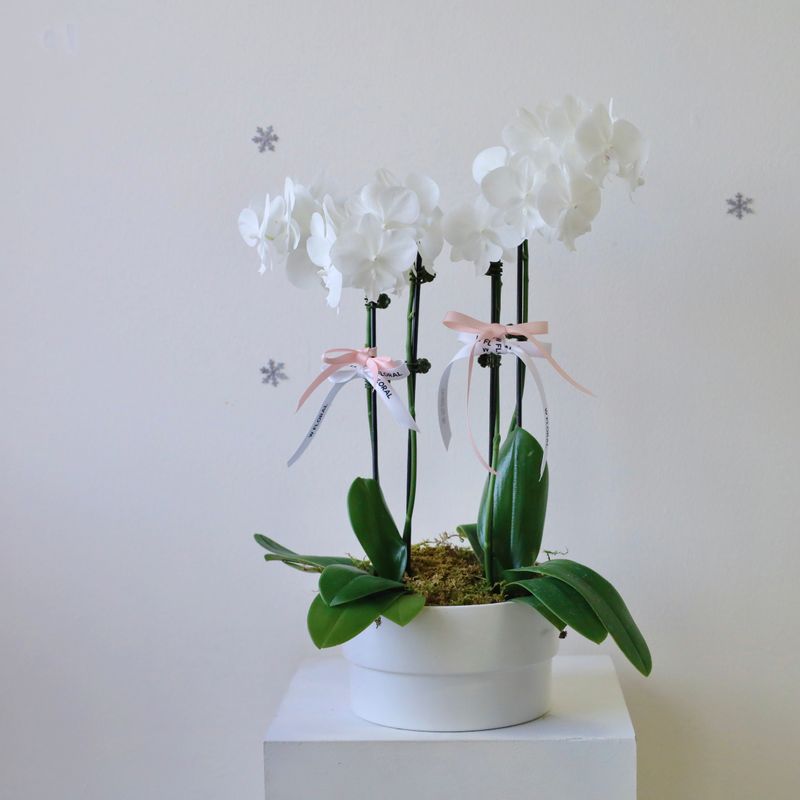 Elegant Serenity White Phalaenopsis Orchid Arrangement