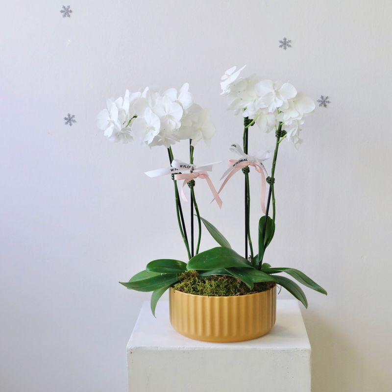 Elegant Serenity White Phalaenopsis Orchid Arrangement