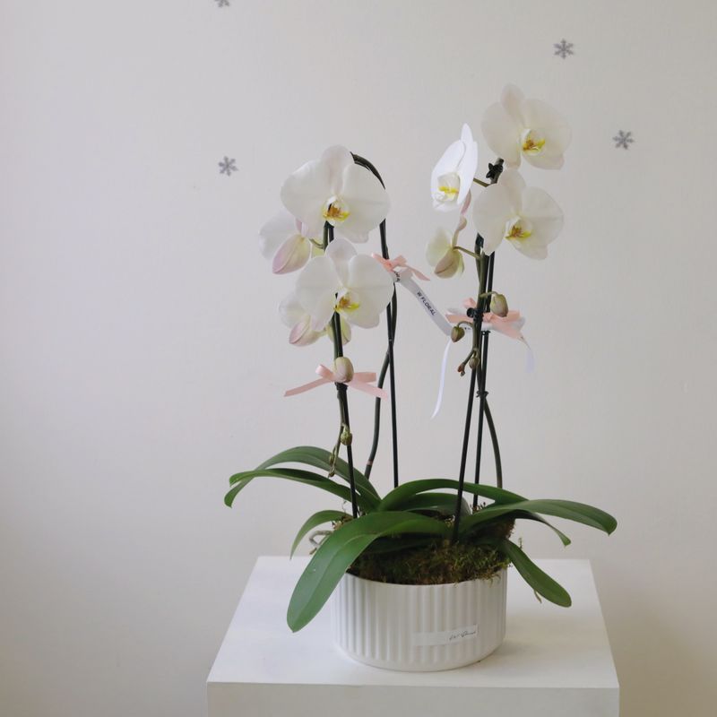 Serene Prosperity White Phalaenopsis Orchid Arrangement