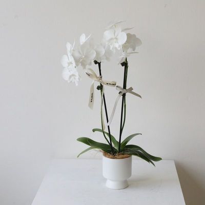 Orchids &amp; Indoor Plants