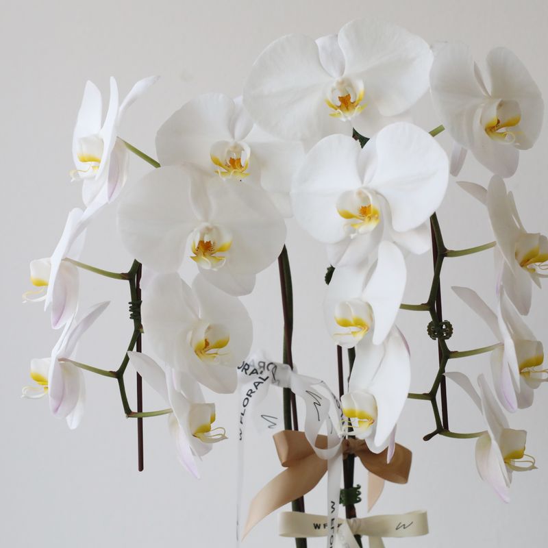 Sunset Potted 2-Spike Cascading Phalaenopsis White Orchid (two stems)