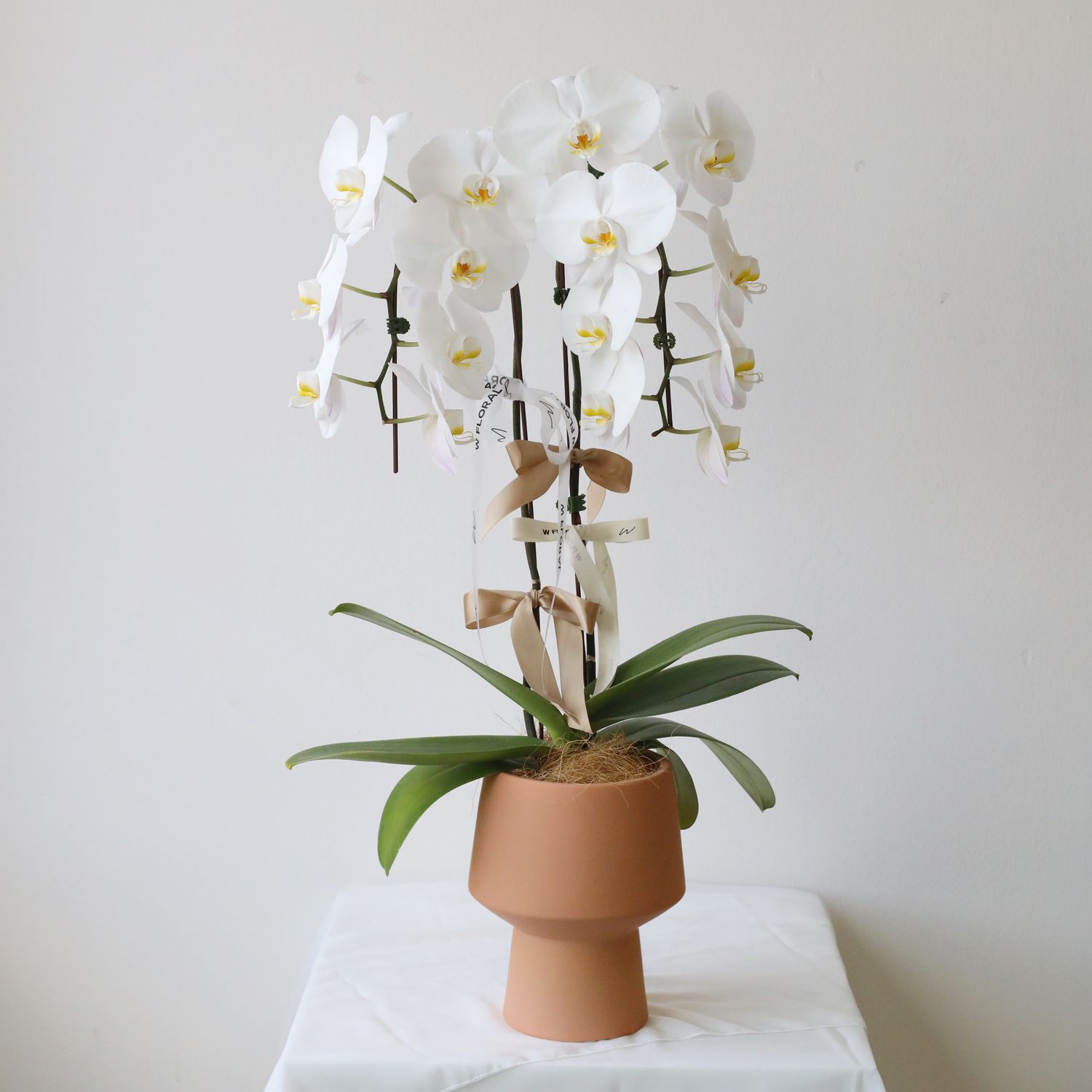 Sunset Potted 2-Spike Cascading Phalaenopsis White Orchid (two stems)