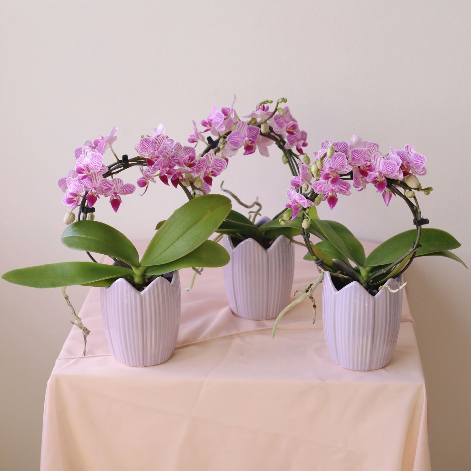 Soft Petal Tulip Kiss Potted Orchid - Mother's Day 2026