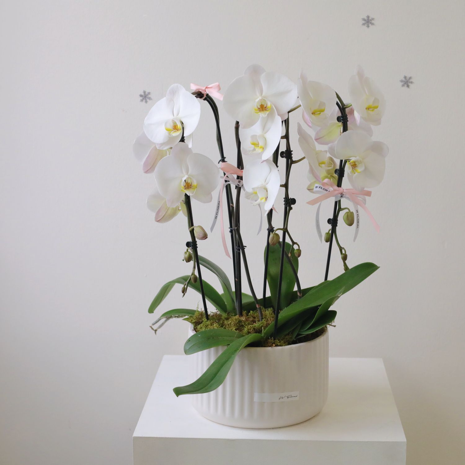 Pure Grace White Phalaenopsis Orchid Arrangement