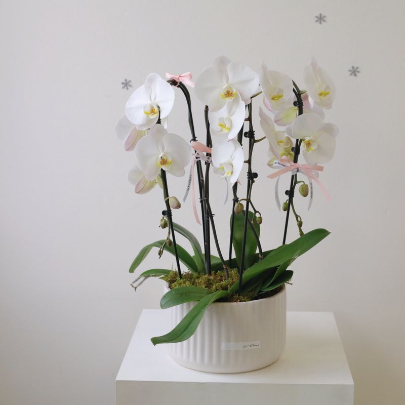 Pure Grace White Phalaenopsis Orchid Arrangement