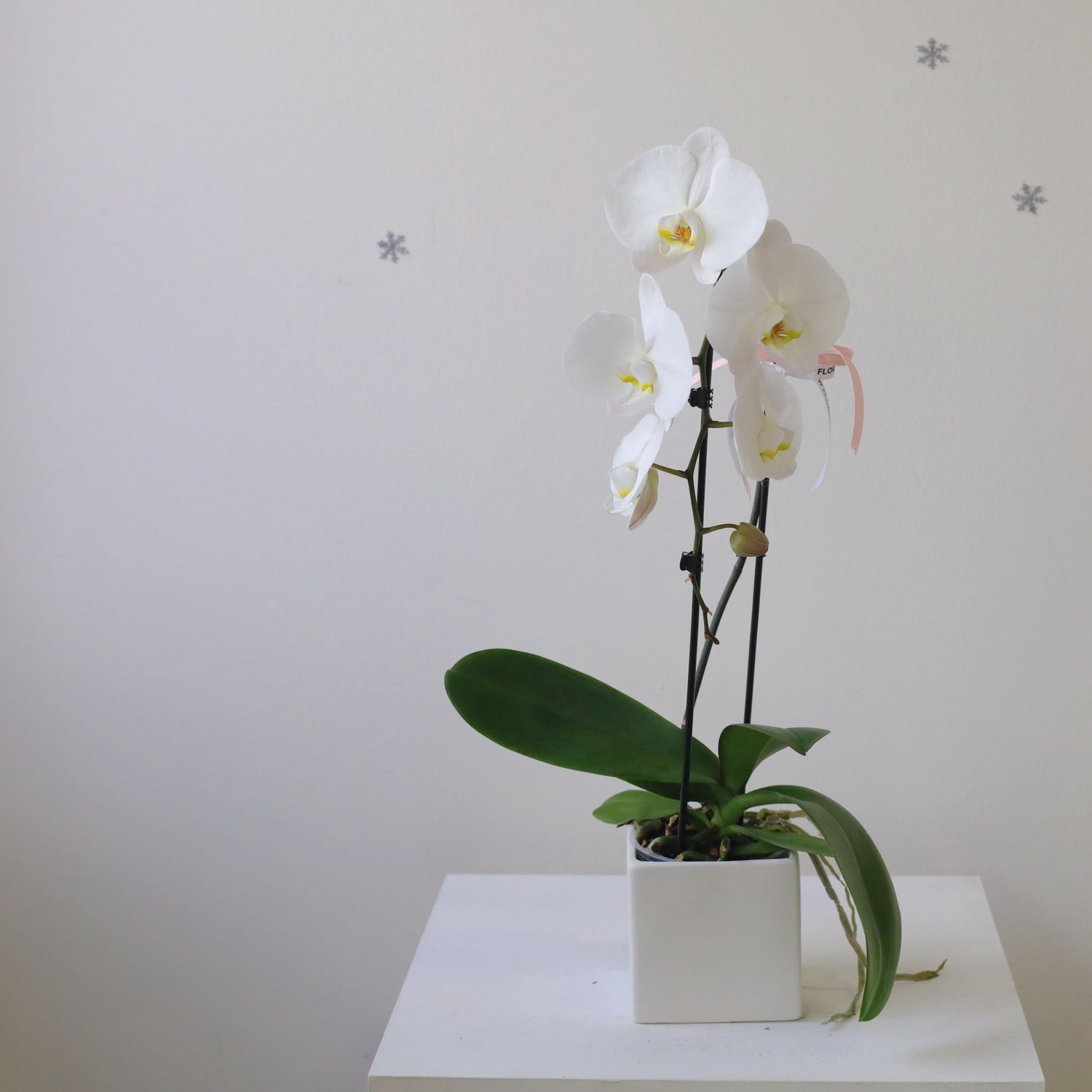 Square Potted Cascading Phalaenopsis White Orchid