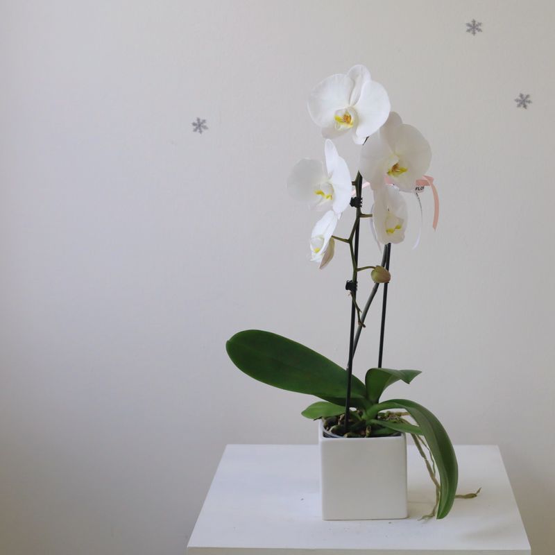 Square Potted Cascading Phalaenopsis White Orchid