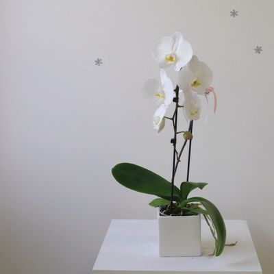 White Phalaenopsis orchid arrangement Toronto