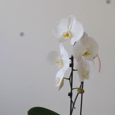 White Phalaenopsis orchid arrangement Toronto