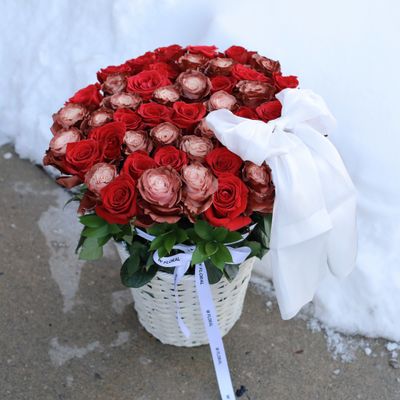 Lumiere Hug - Velvet Chocolate - Valentine's Day 2026