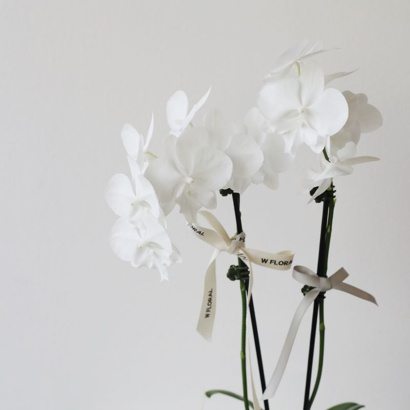 Mini white orchid plant gift for housewarming and congratulations