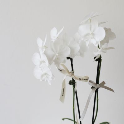 Mini white orchid plant gift for housewarming and congratulations