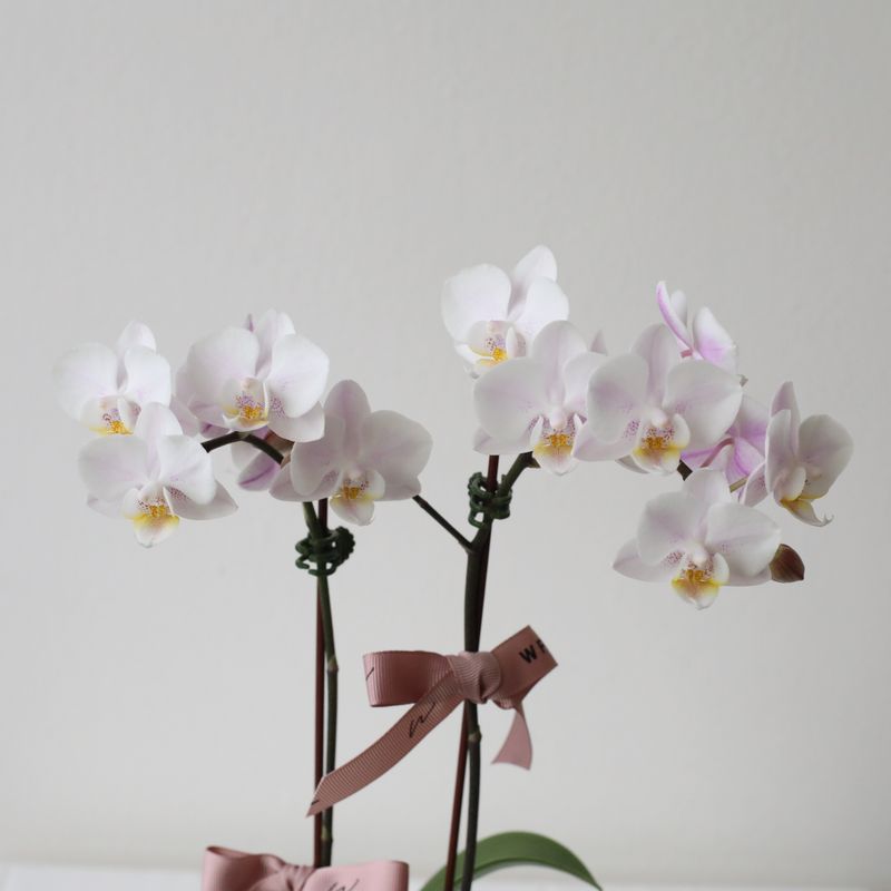 Mini Blush Pink Phalaenopsis Orchid in Pedestal Pot