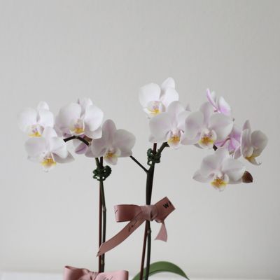 Mini Blush Pink Phalaenopsis Orchid in Pedestal Pot
