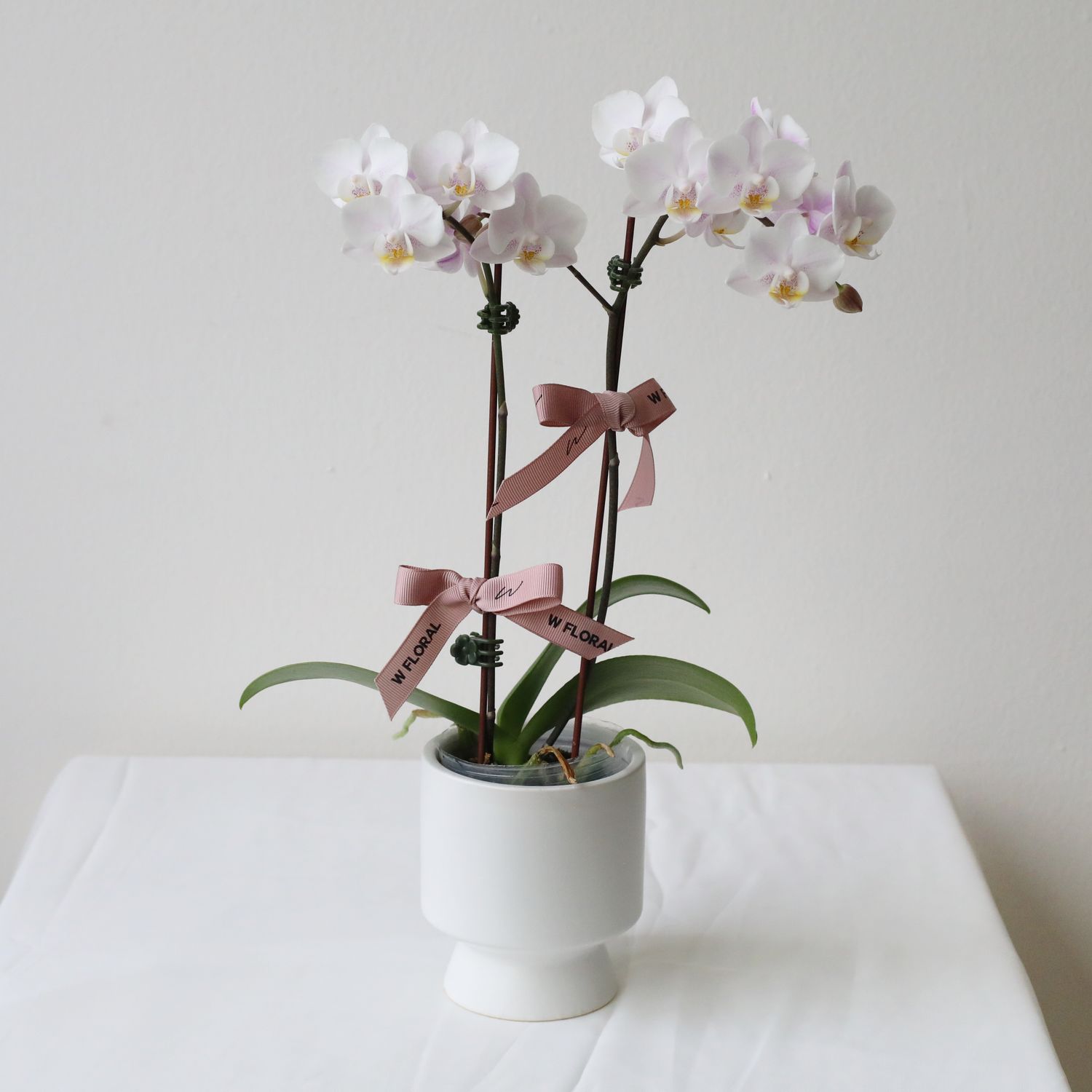 Mini Blush Pink Phalaenopsis Orchid in Pedestal Pot
