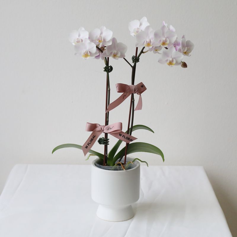Mini Blush Pink Phalaenopsis Orchid in Pedestal Pot