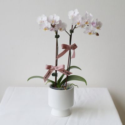 Mini Blush Pink Phalaenopsis Orchid in Pedestal Pot