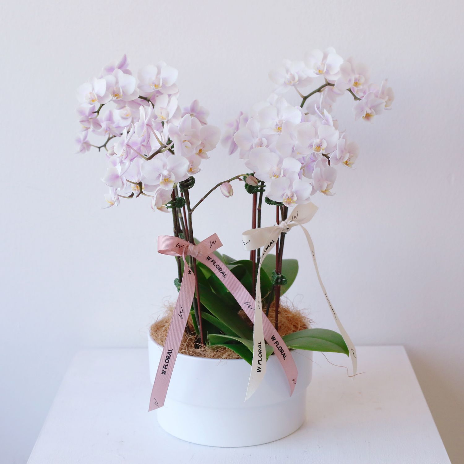 Pink mini Phalaenopsis orchid arrangement in a blush planter by W Floral Studio Toronto