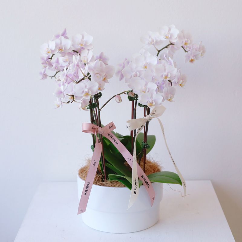 Pink mini Phalaenopsis orchid arrangement in a blush planter by W Floral Studio Toronto