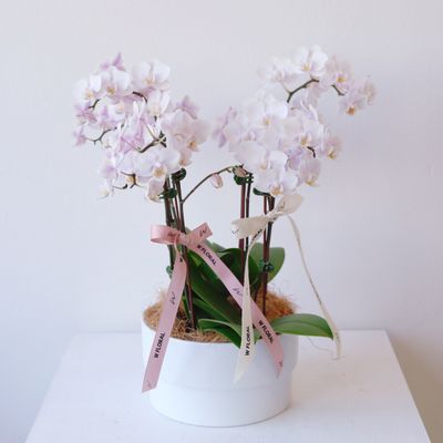 Pink mini Phalaenopsis orchid arrangement in a blush planter by W Floral Studio Toronto