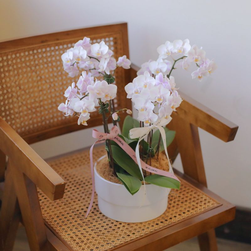 Blush pink mini Phalaenopsis orchid arrangement for elegant gifting and home décor