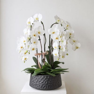 Luxury white Phalaenopsis orchid gift arrangement in a modern planter