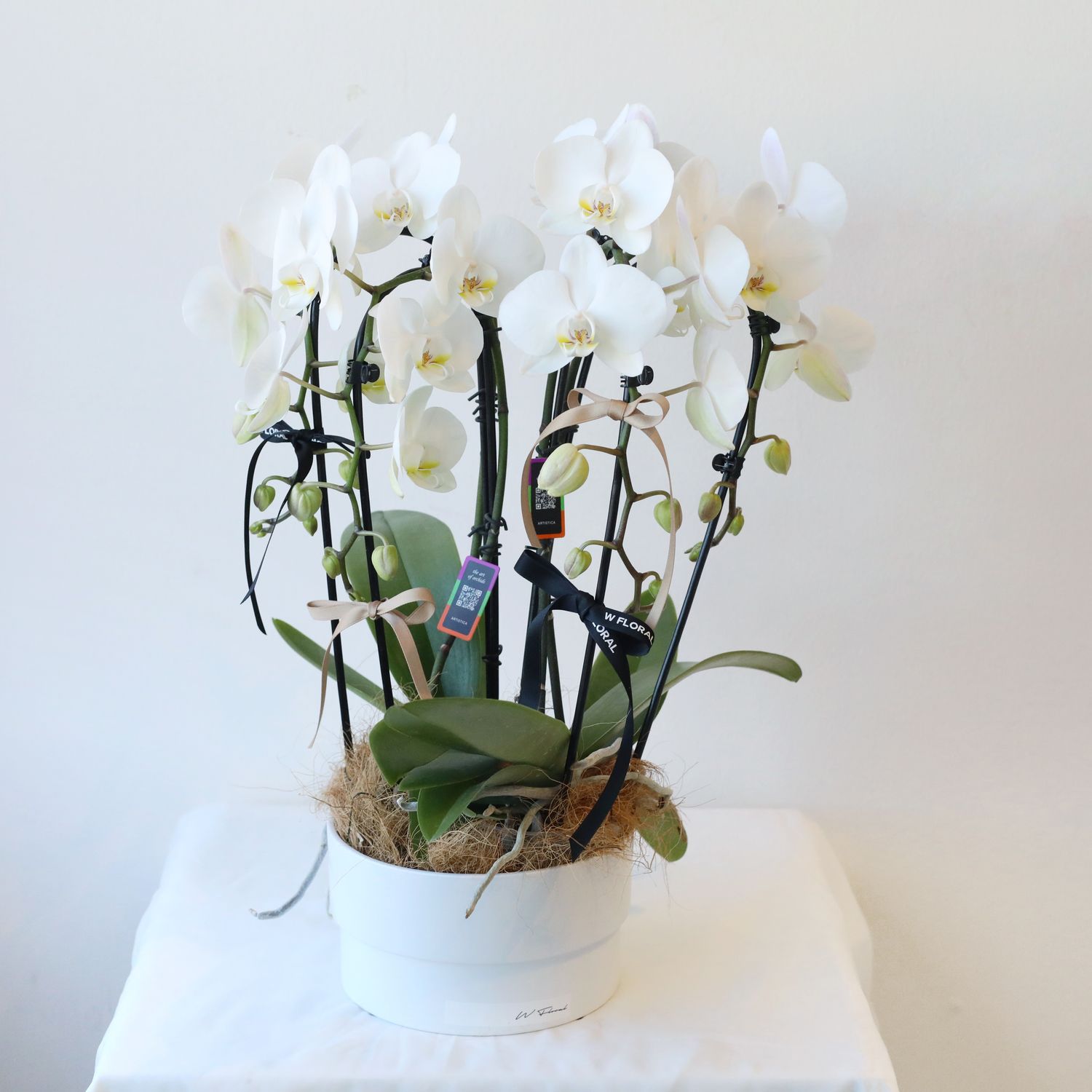 Quadra luxury 4-stem cascading white Phalaenopsis orchid arrangement in ceramic pot